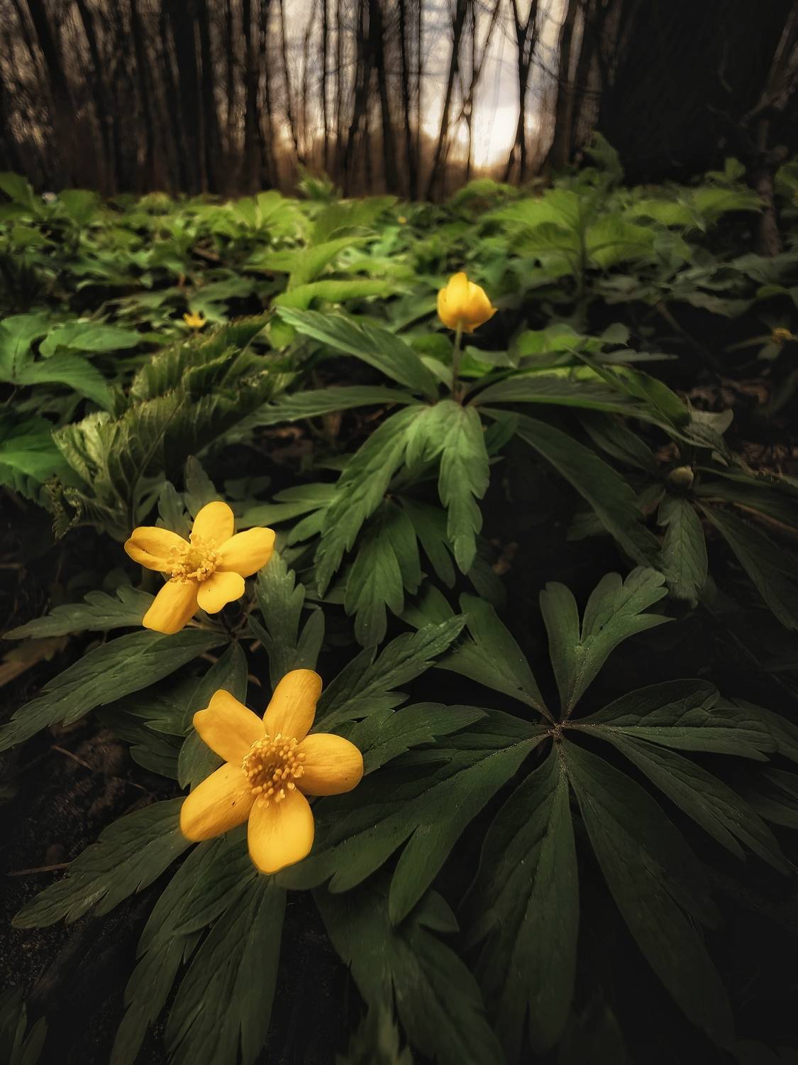 растение, природа, лес, цветы, весна, апрель, пейзаж, макро, Хомастя Настя