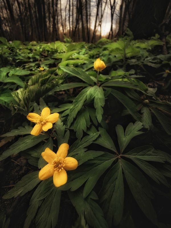 Теплом весны согреют желтые цветы фото превью