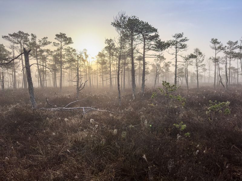 Утро на болоте. Aпрель фото превью