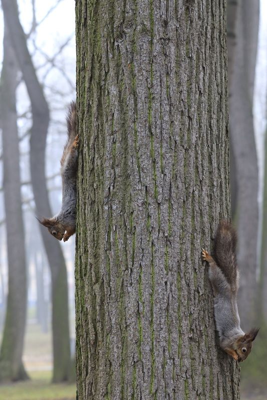 белки Кривякино весна  Белки парка Кривякино фото превью