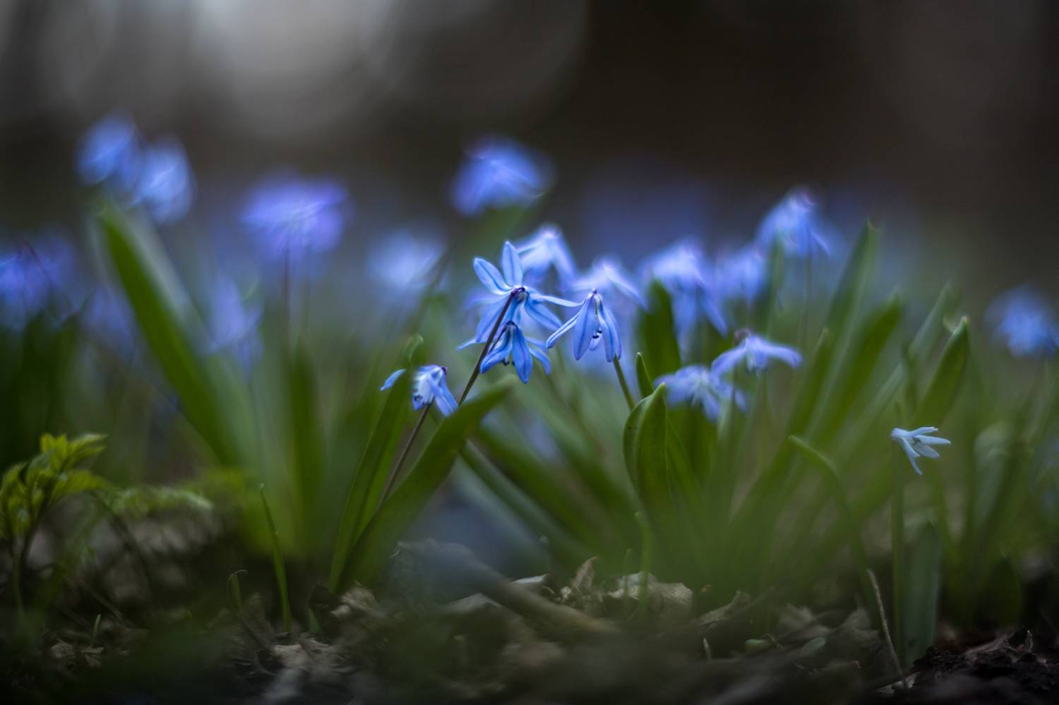 , Илья Михеев