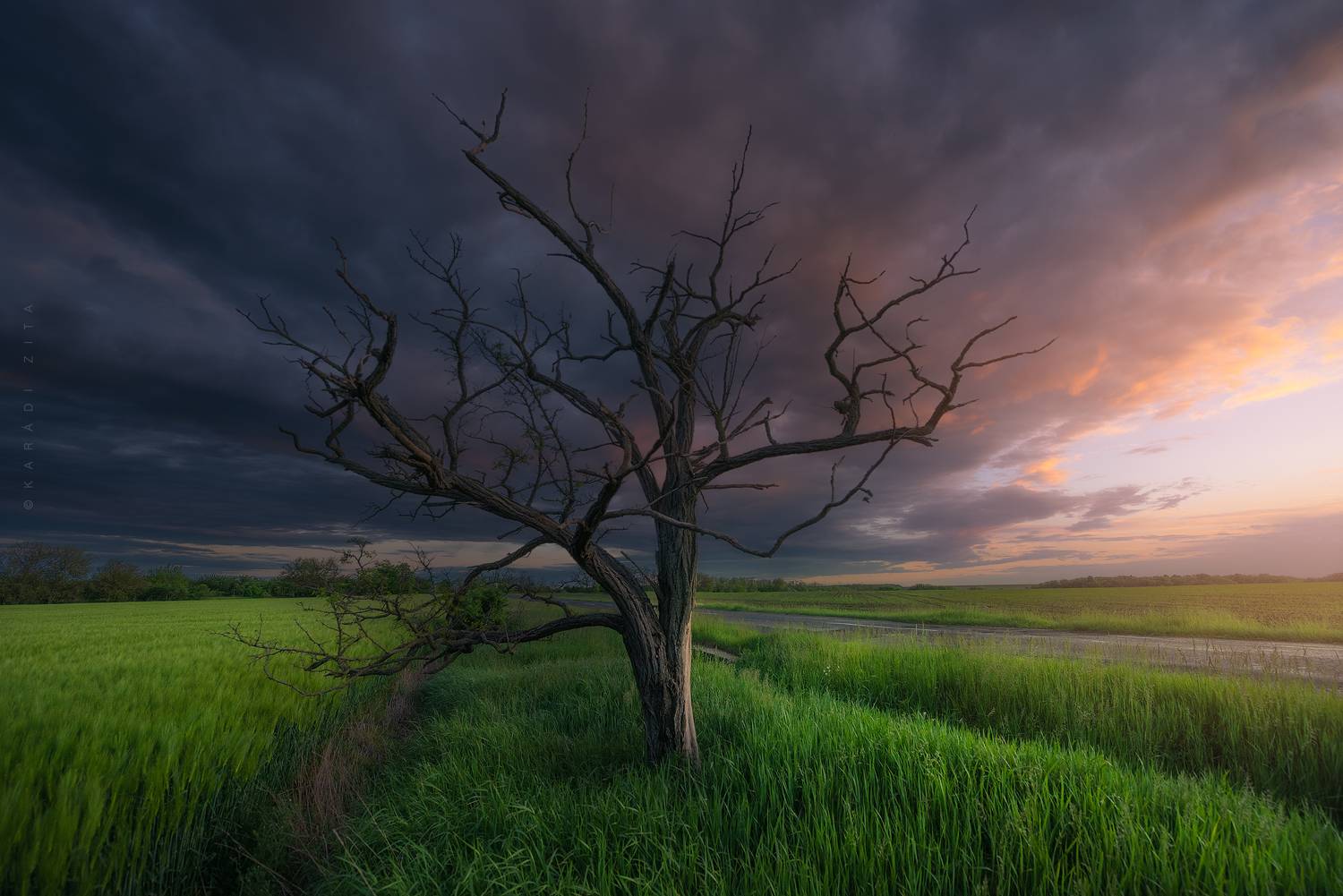 hungary, landscape, , tree, sunset, field, road, Kar&aacute;di Zita
