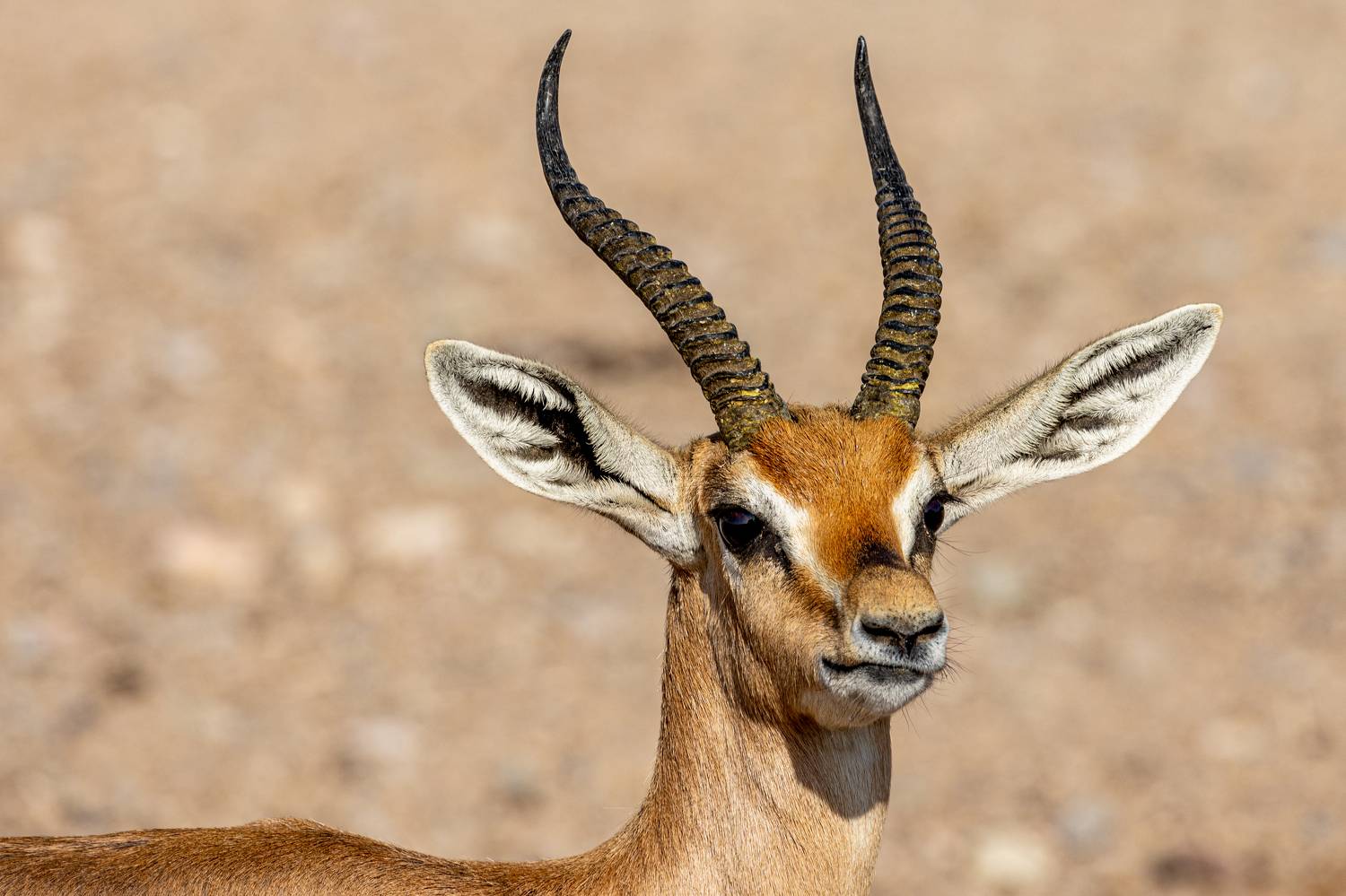 , Калинин Игорь