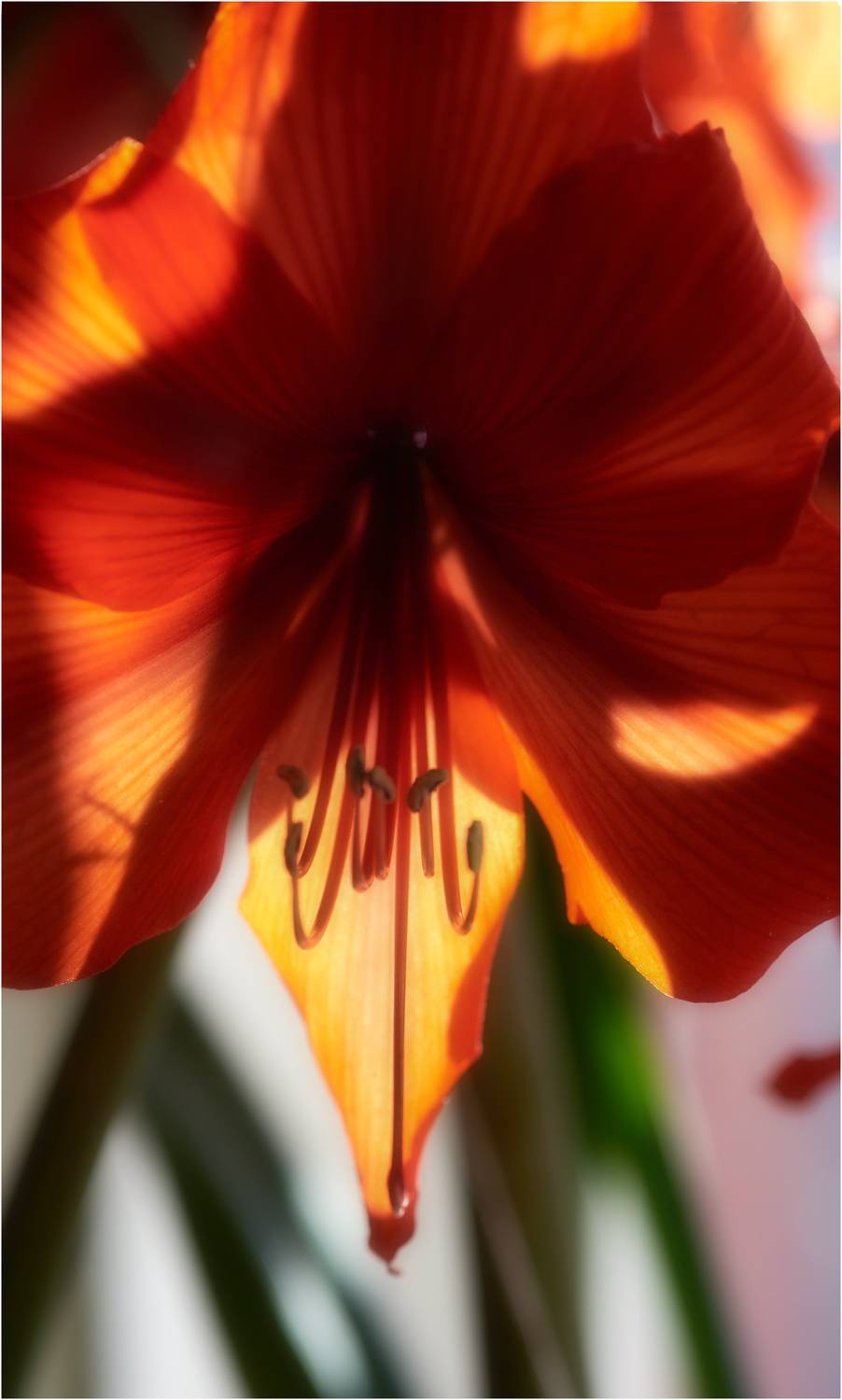 , Владимир Краснов