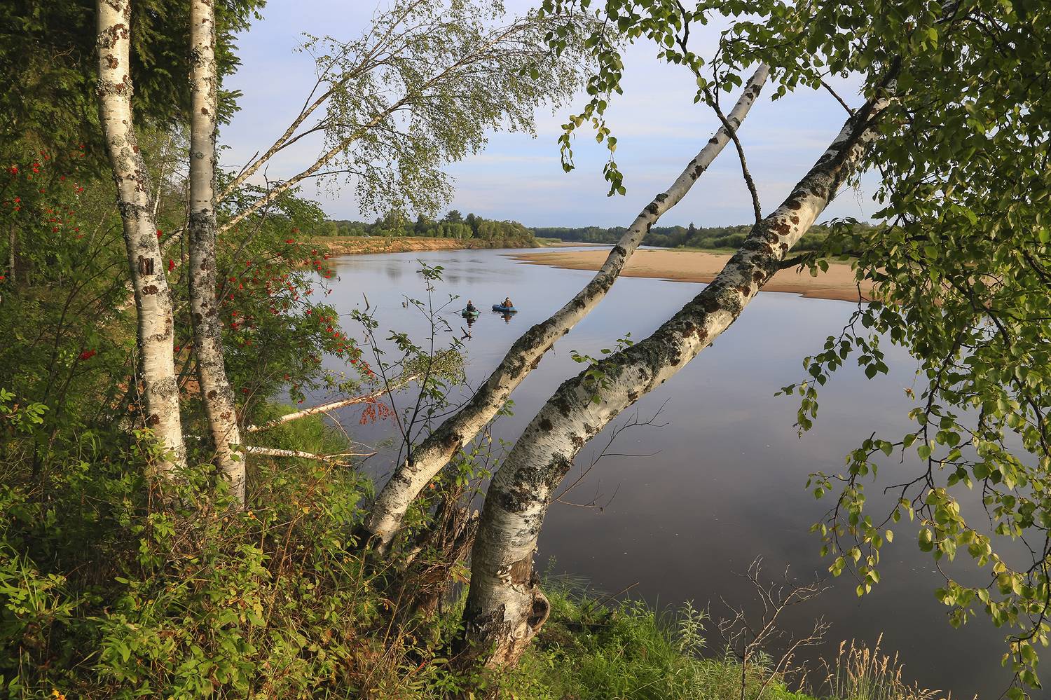 рыбалка, река, речка, берег, рыбаки, берёзы, утро, клёв, Анкудинов Леонид