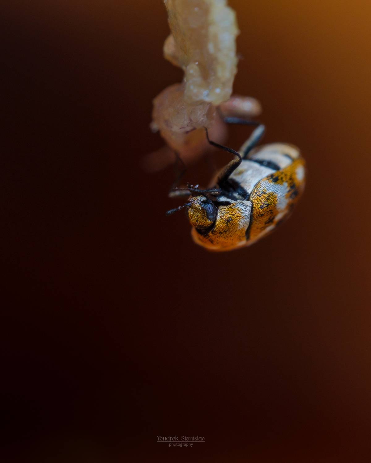 макро, насекомые, жуки, macro, insects, beetles, Yendrek Stanislav