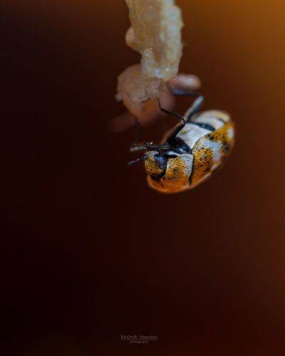 Anthrenus verbasci