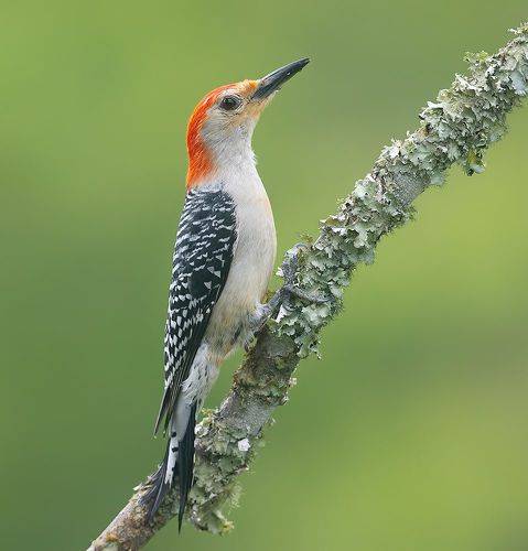 Red-bellied Woodpecker, male -Каролинский меланерпес
