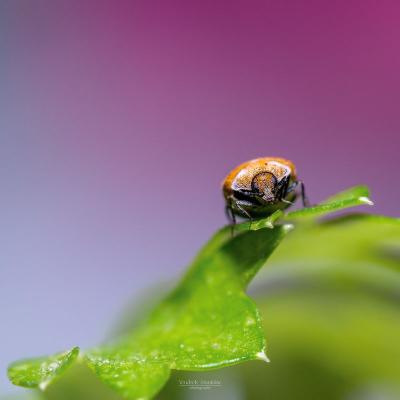макро, насекомые, жуки, macro, insects, beetles Anthrenus verbasci фото превью