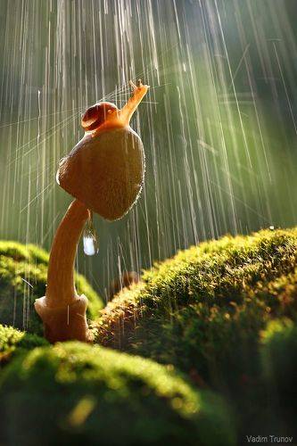 Snail under the rain