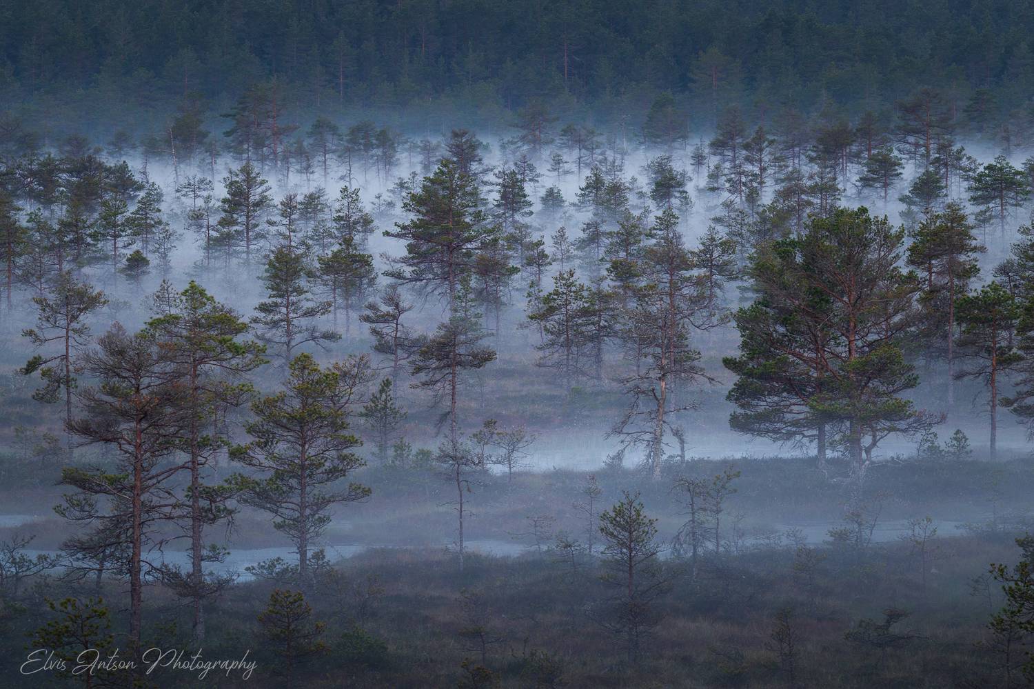 пейзаж, природа, болото, туман, Elvis Antson