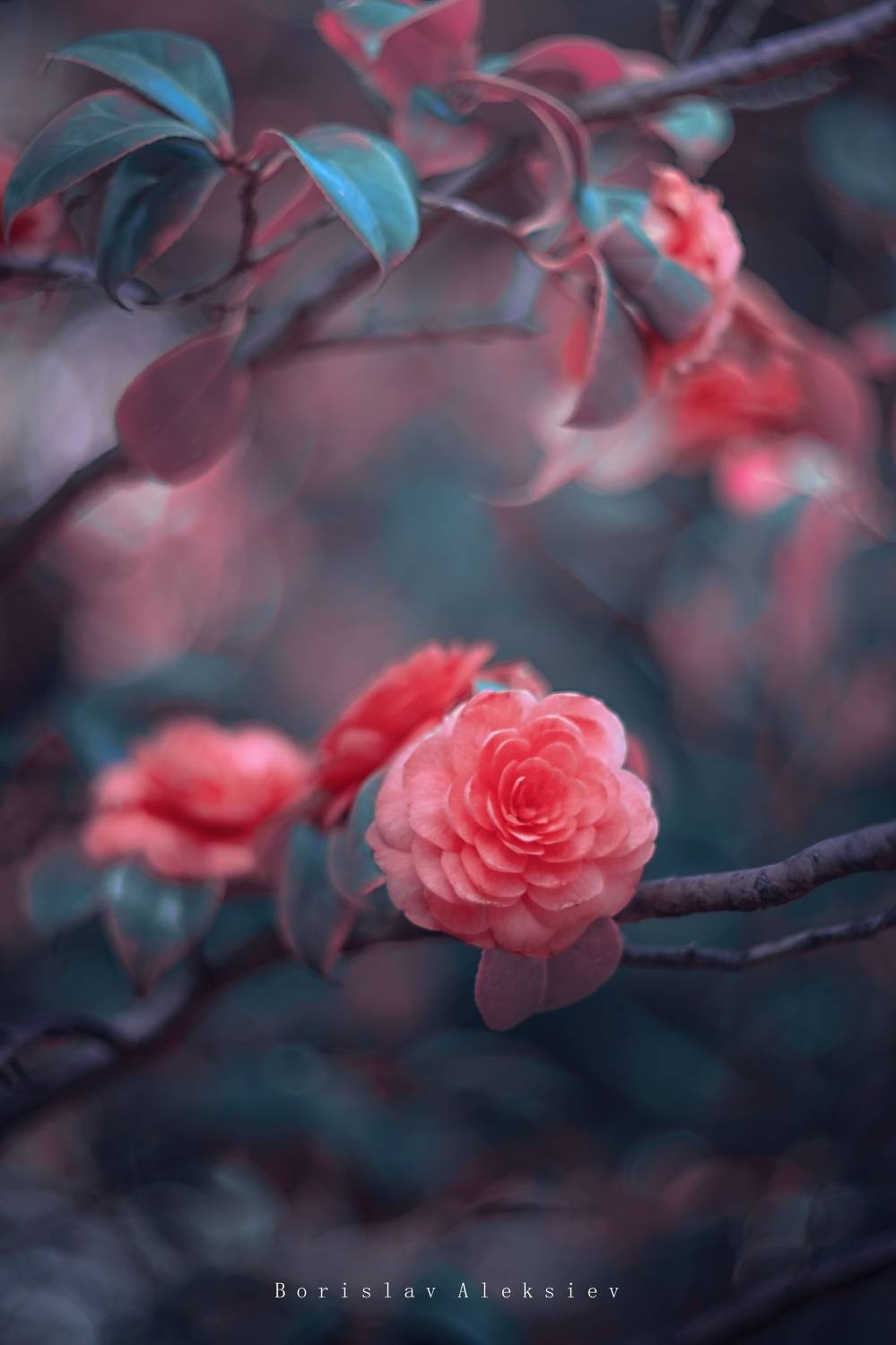 flowers,camellia,light,bokeh,nature,, Алексиев Борислав