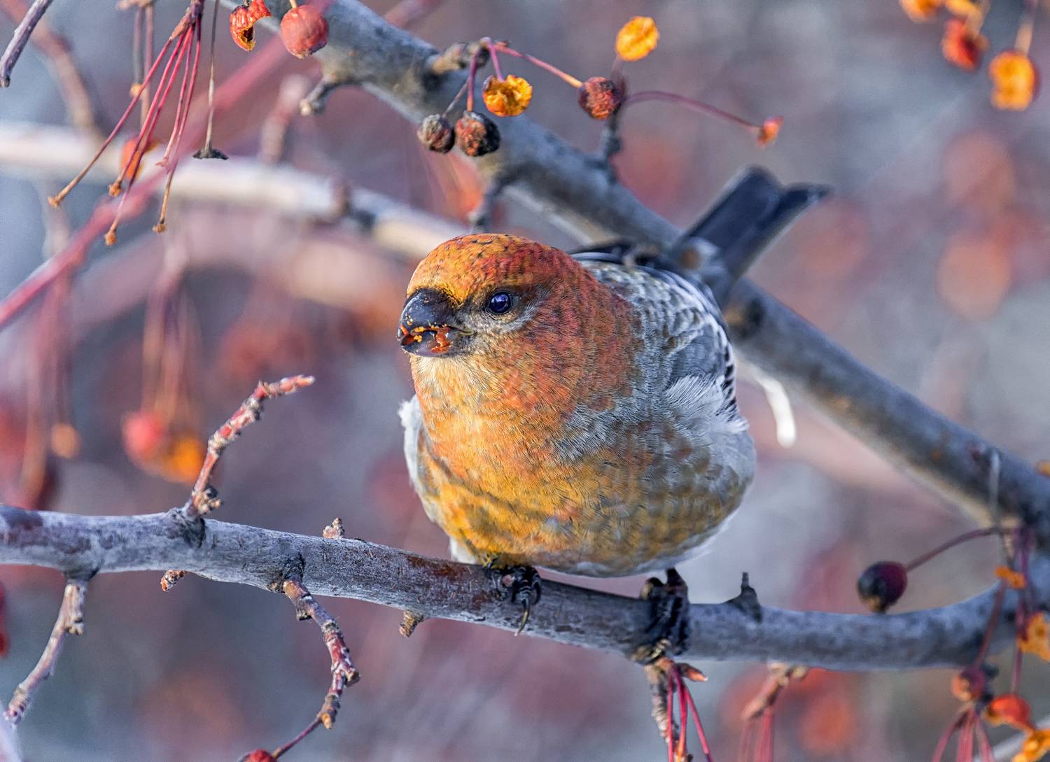 птица, щур, самка,, Мочалова Марина