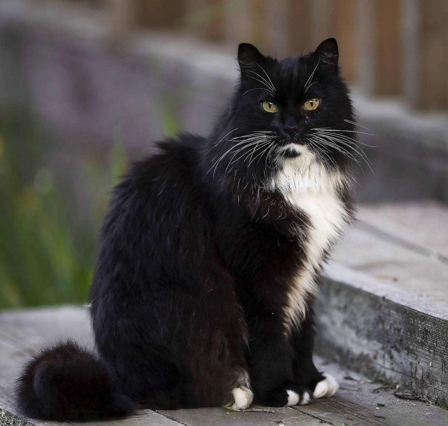 кот, красавец, весна,природа,cat, beautiful, spring, nature, Стукалова Юлия