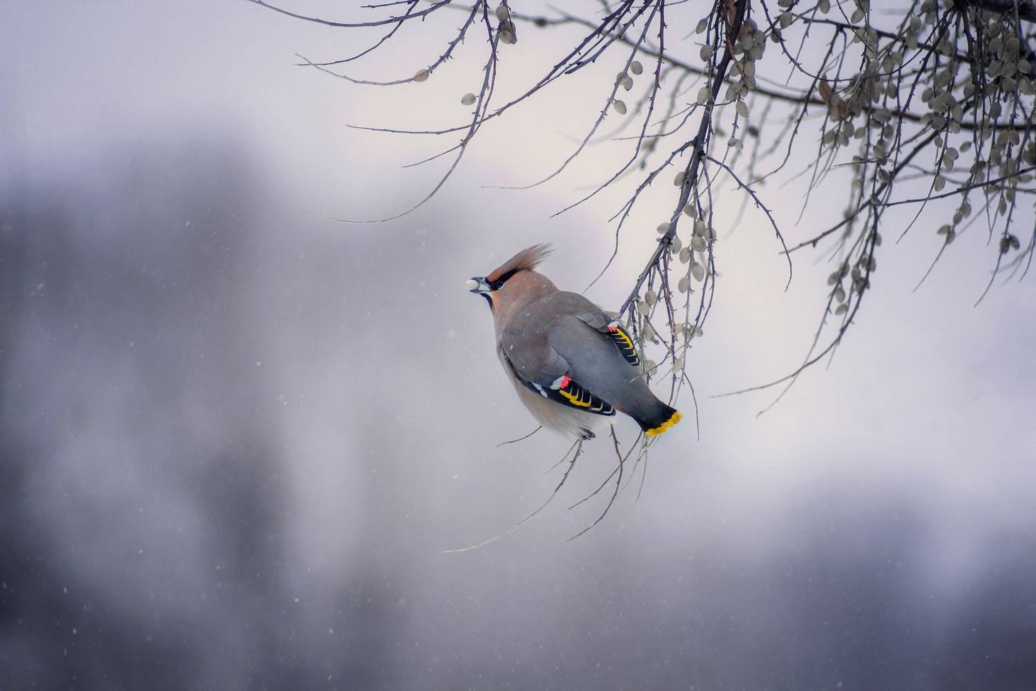 свиристель, Александр Канцур