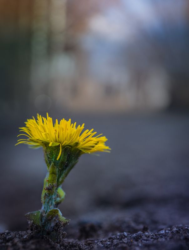 кострома, цветы, весна Весна в городе фото превью