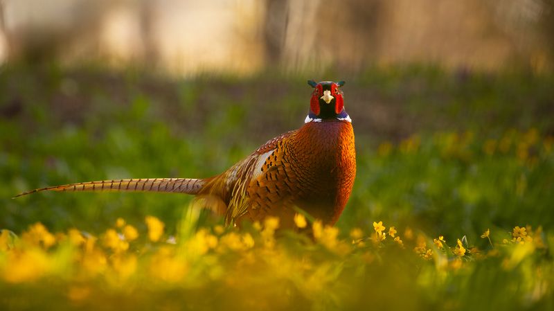 Pheasant фото превью