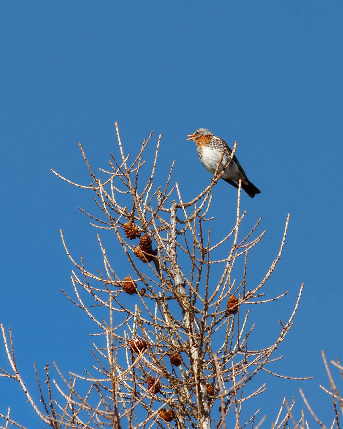 , Алексей Никитин