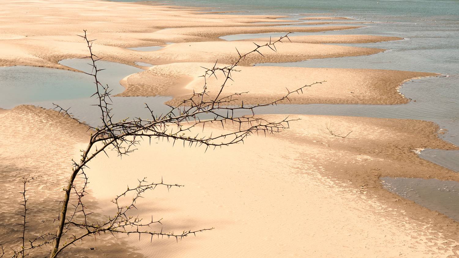 , Вадим Коваленко