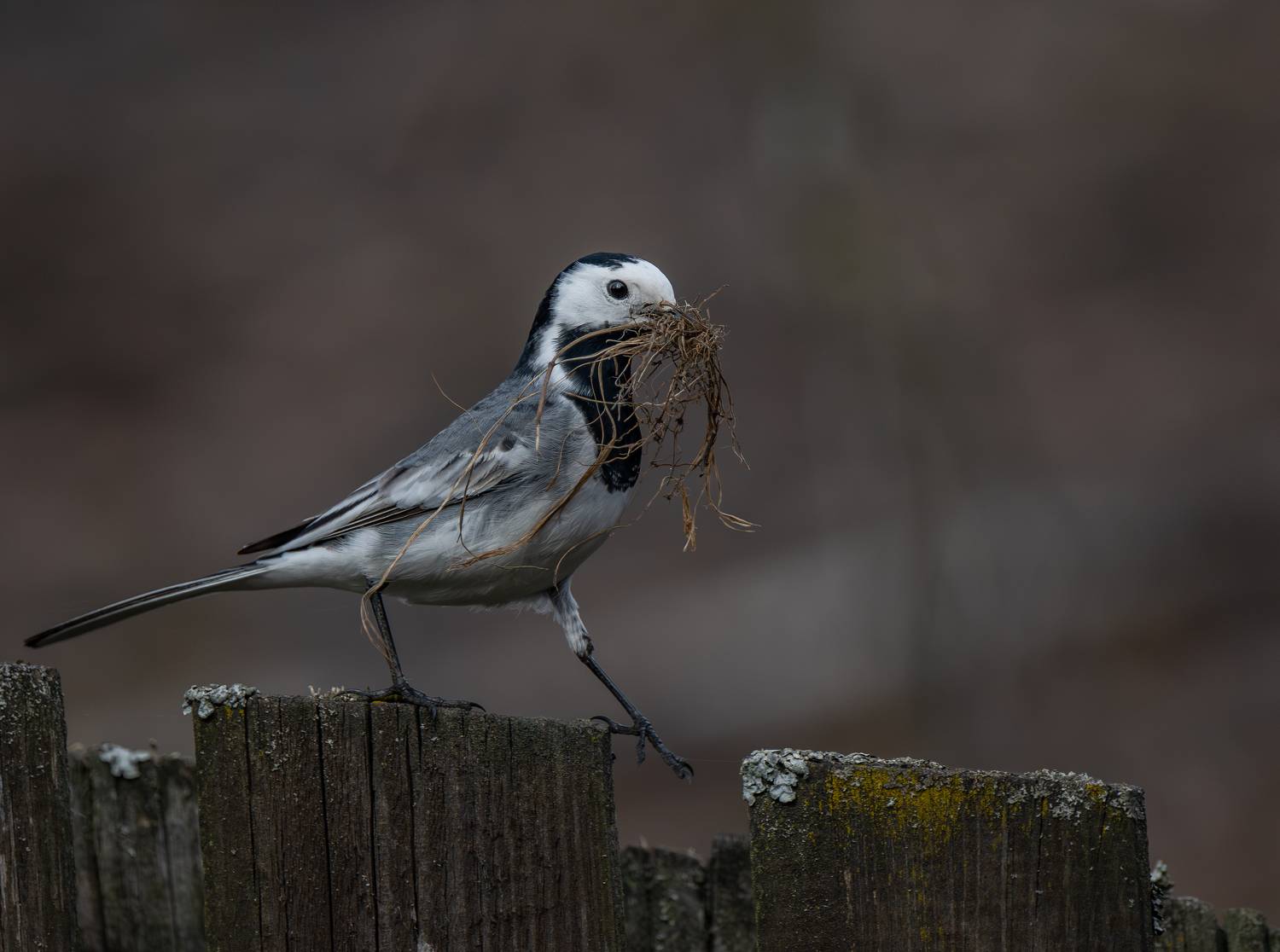 , Курлянцев Алексей