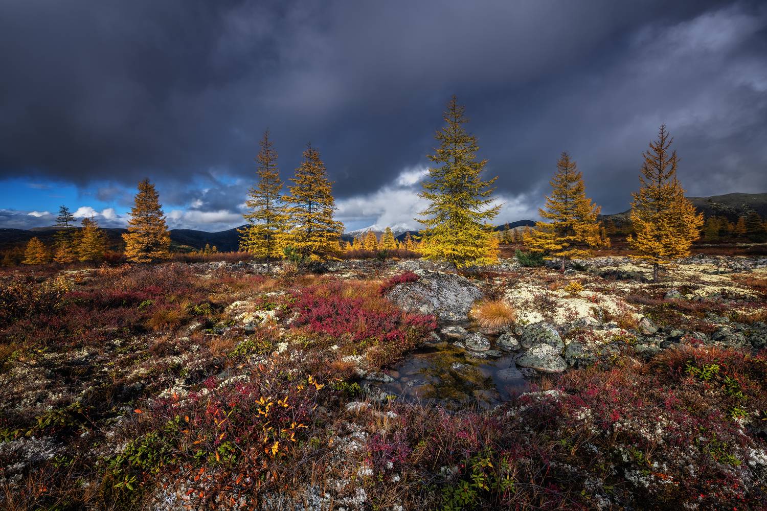 , Максим Евдокимов