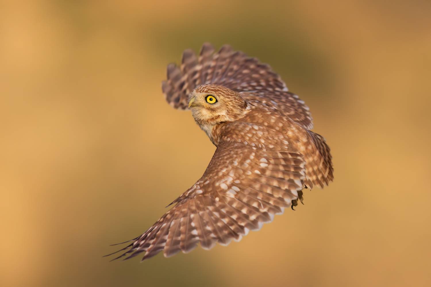 , Фруман Евгений