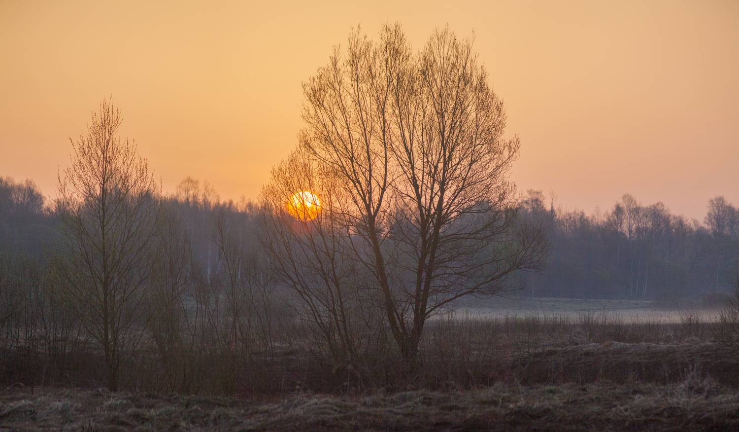 весна, рассвет, лес, солнце, Свистков Александр