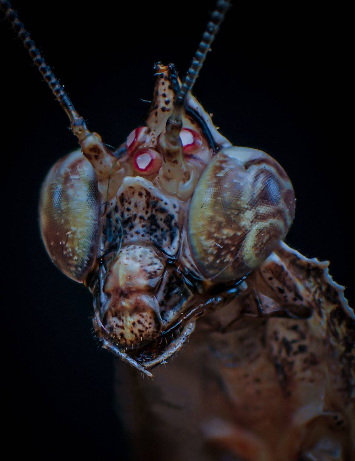 macro, nature, mantis, insect, Celis Norman