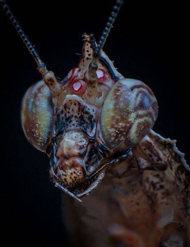 Parablepharis kuhlii Asiatica