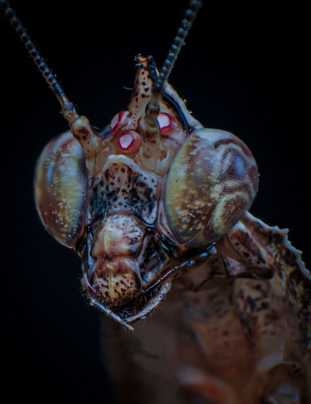 macro, nature, mantis, insect Parablepharis kuhlii Asiatica фото превью