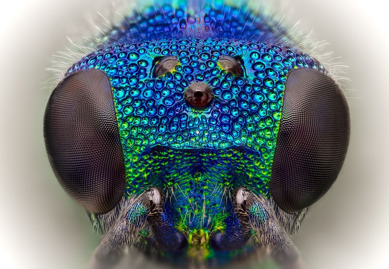 pseudomalus, auratus Златка фото превью