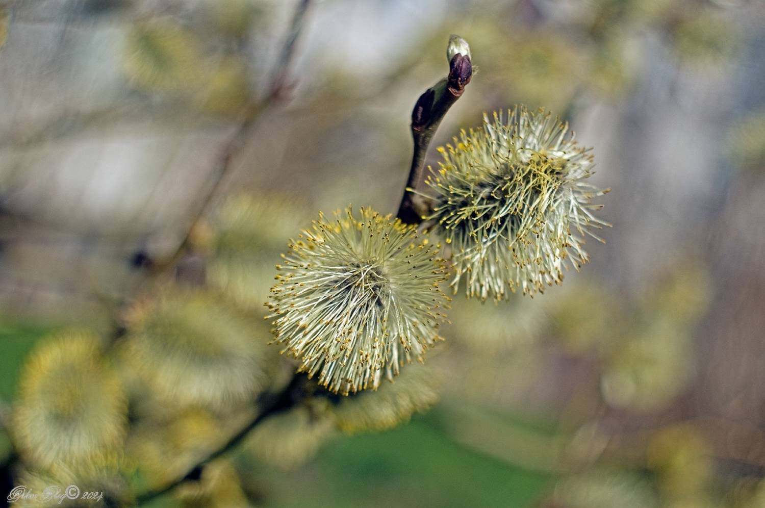 , Орлов Олег