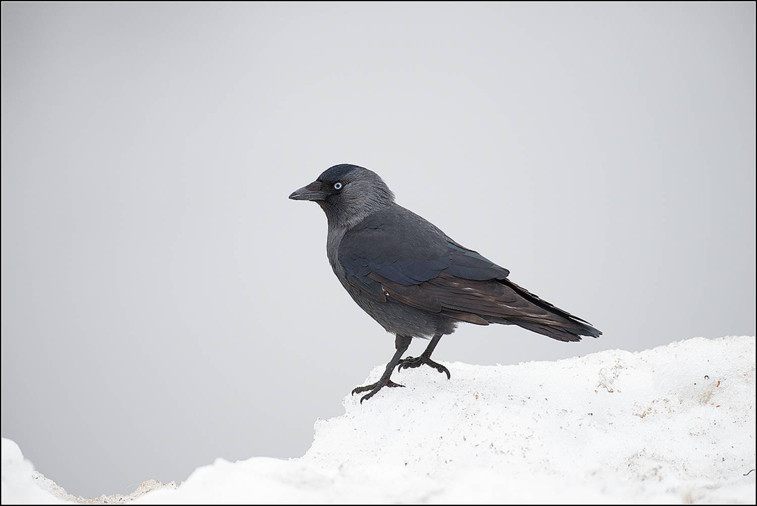 москва, март, парк, птица, АНАТОЛИЙ ДОВЫДЕНКО