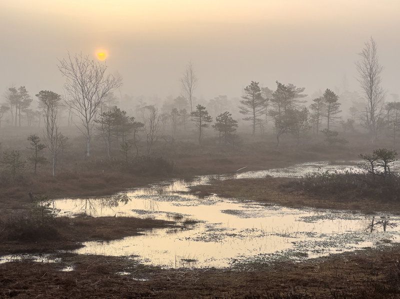 Утро на болоте. Апрель фото превью