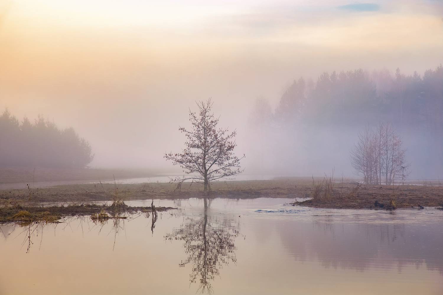 утро туман весна разлив суворощь, Алексеев Дмитрий