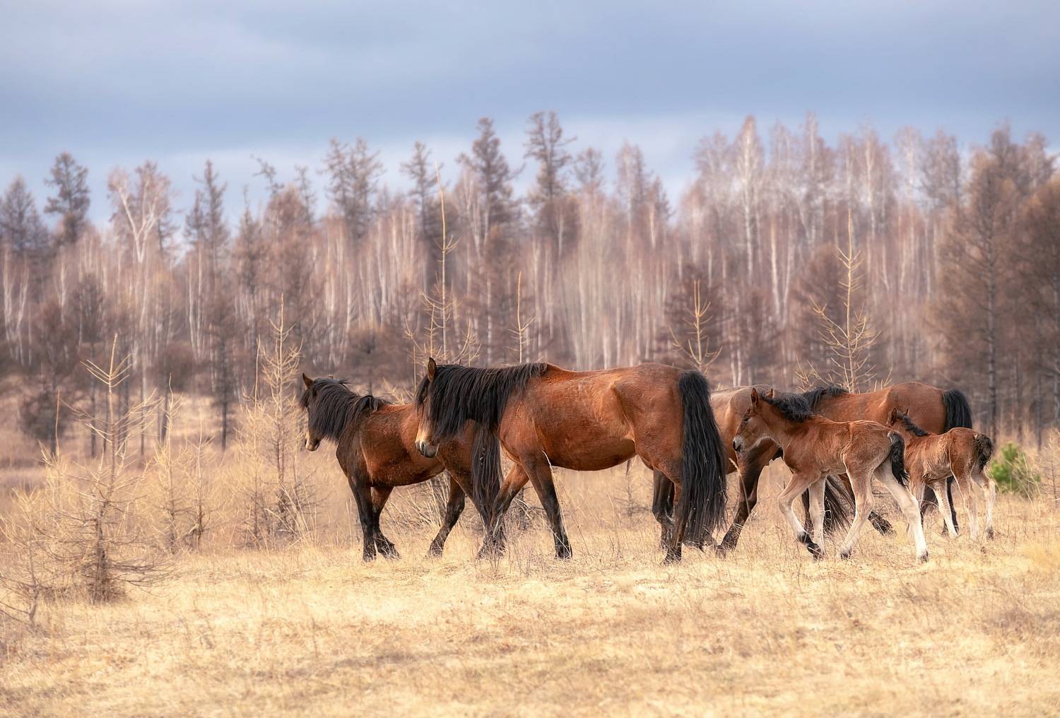 хакасия, моя хакасия, енисейская сибирь, лошади, свободный выпас,весна, Фомина Марина