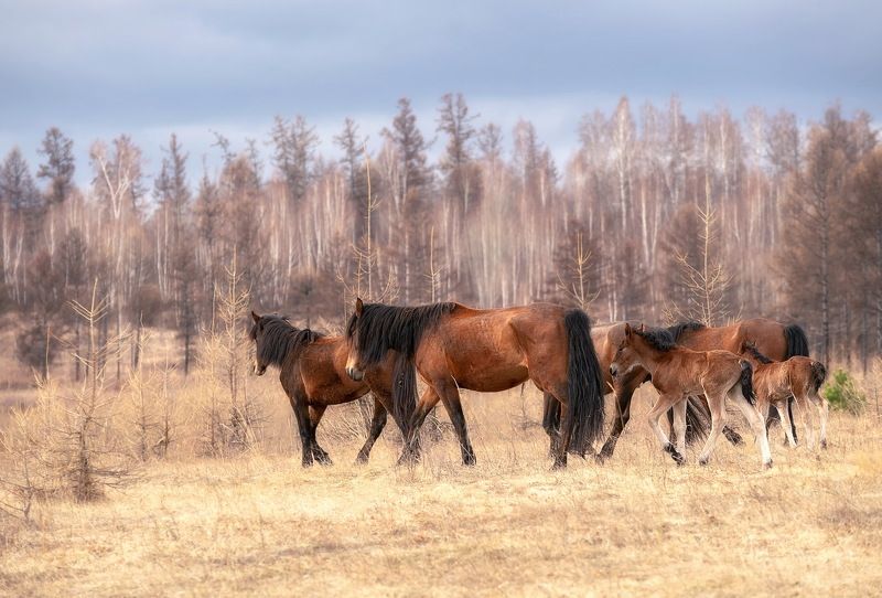 хакасия, моя хакасия, енисейская сибирь, лошади, свободный выпас,весна В степях Хакасии фото превью