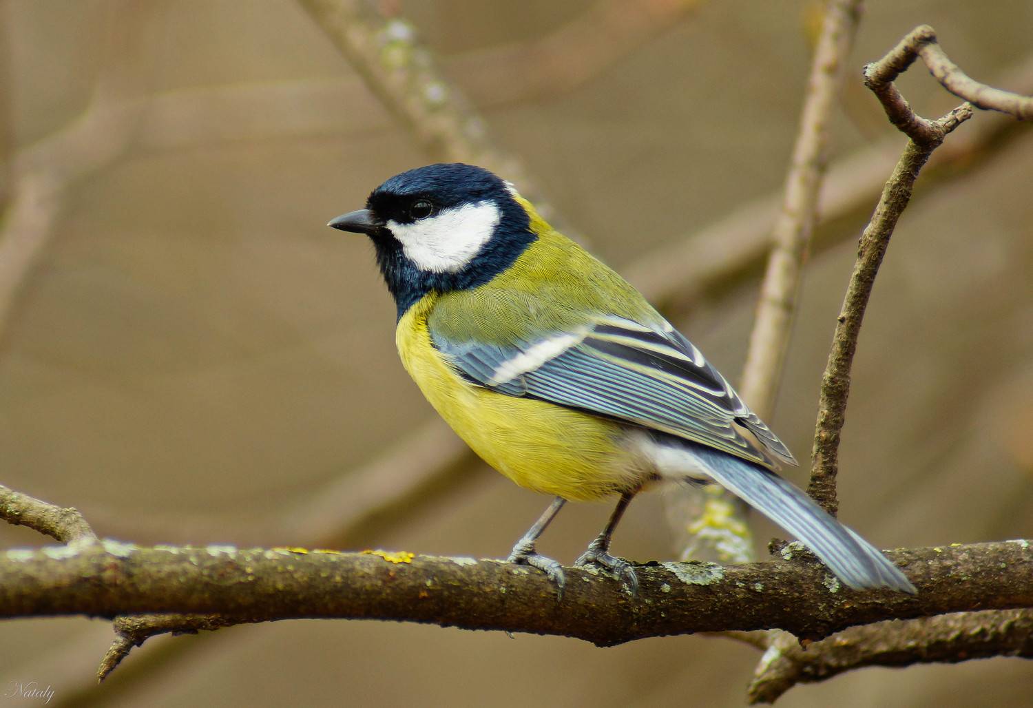 , Екимова Наталья