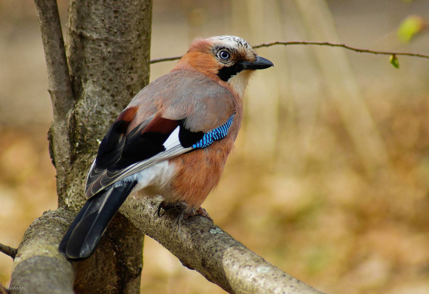 , Екимова Наталья