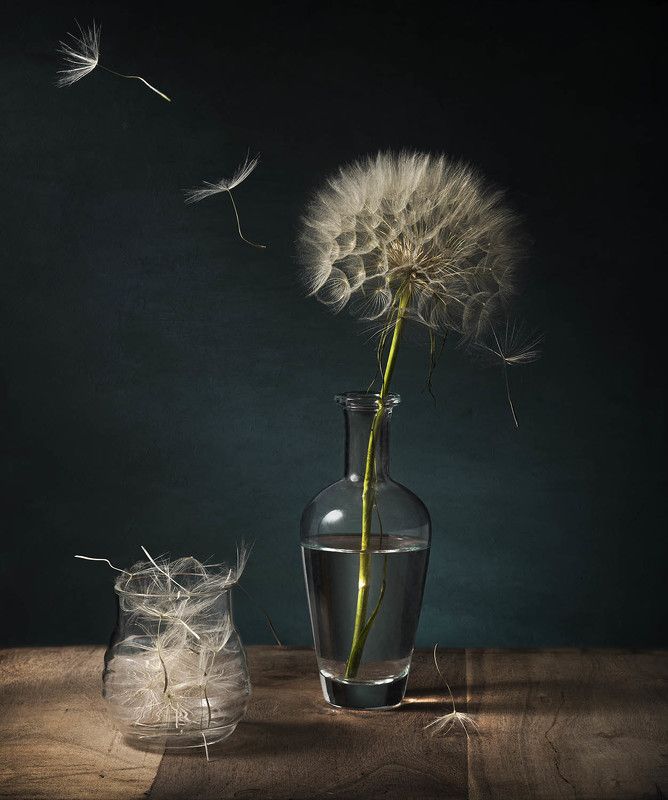 Шары козлобородника фото превью