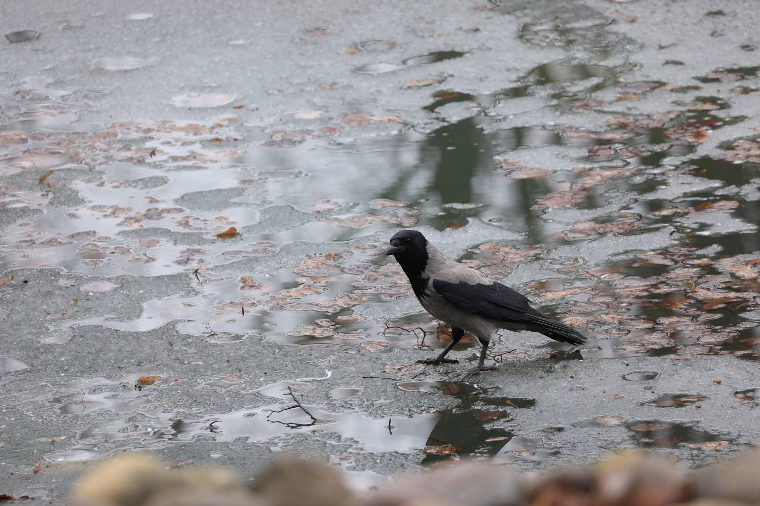 , Колосова Елена