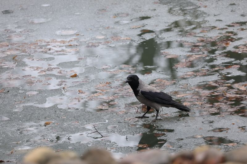 Тонкий лёд. Ворона фото превью