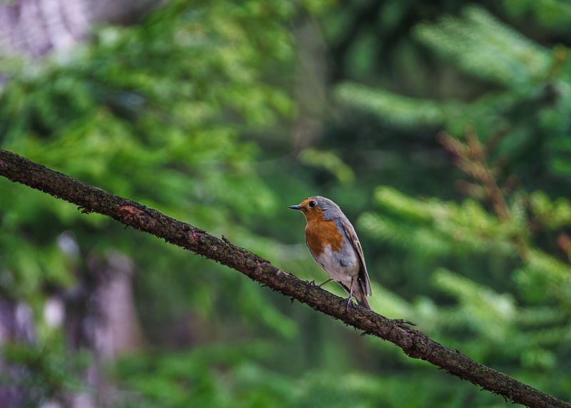 Зарянка фото превью