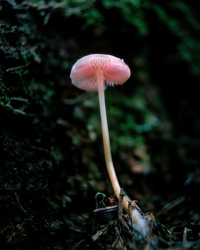 Весенняя поганка фото превью