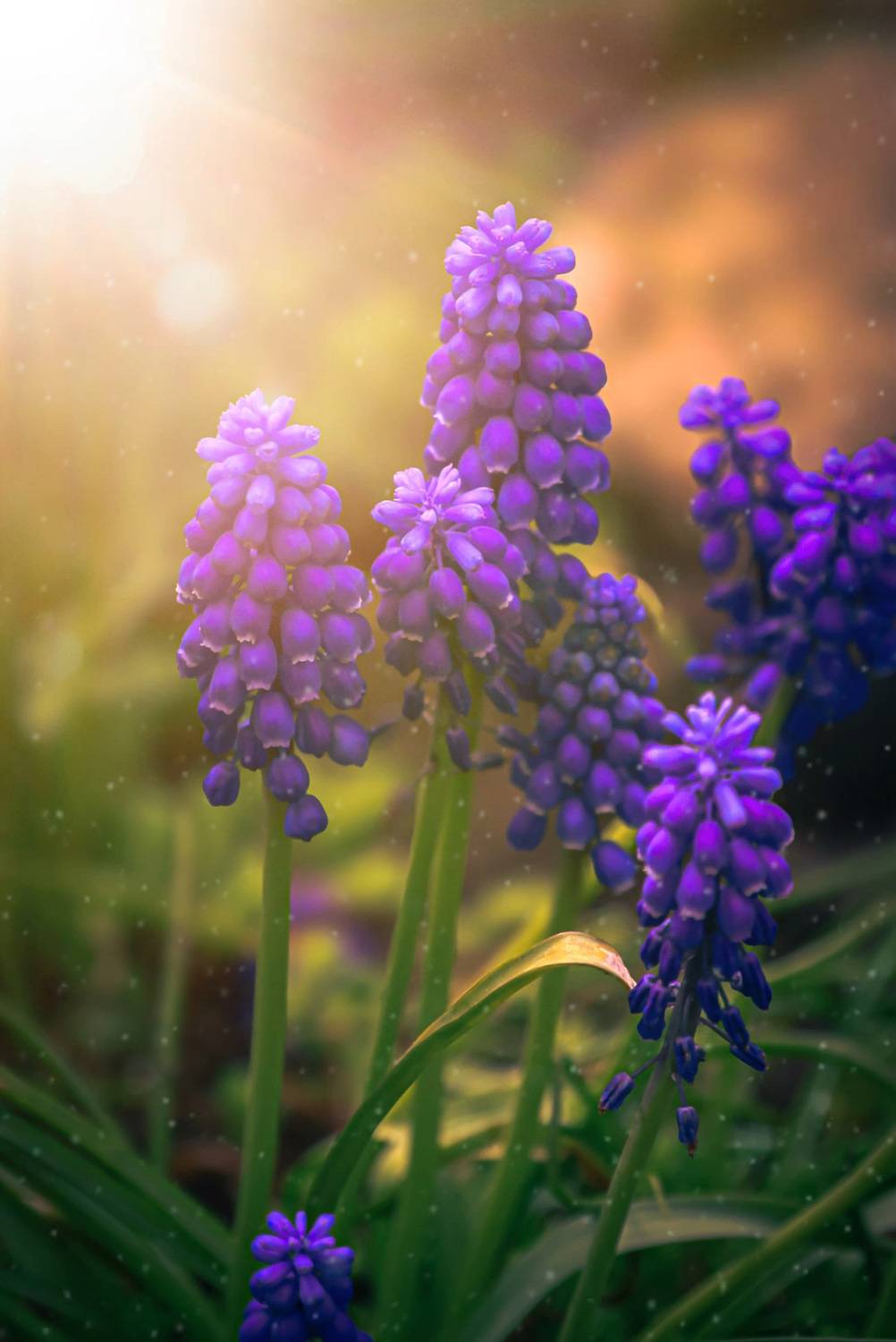 макро, macro, цветы, flower, весна, spring, мускари, Julia Kaissa