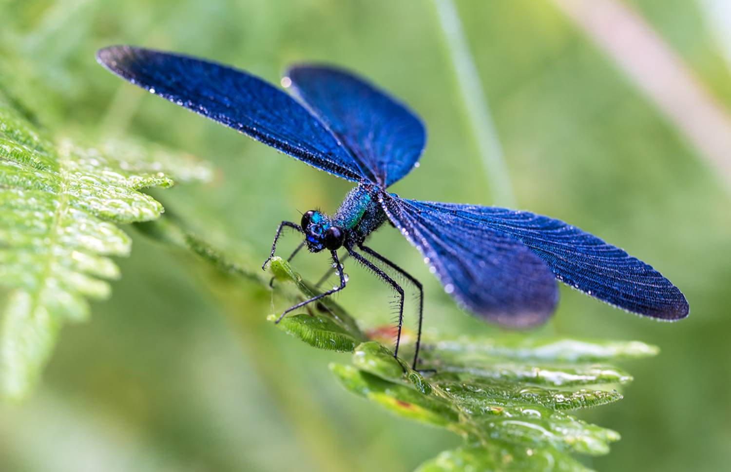 насекомые, стрекоза, красотка, девушка, лето, роса, июль, Борис Новиков