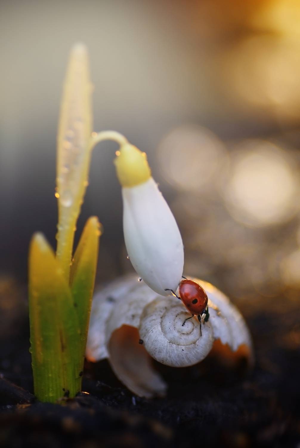 , Лапшина Владлена
