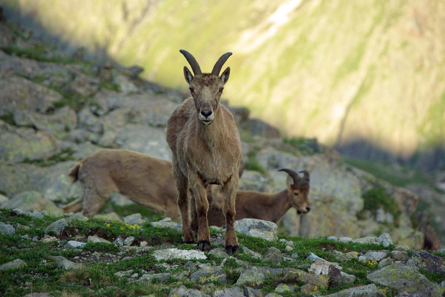 архыз, Андрей Любимов