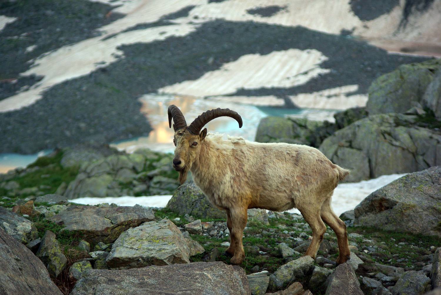 архыз, Андрей Любимов