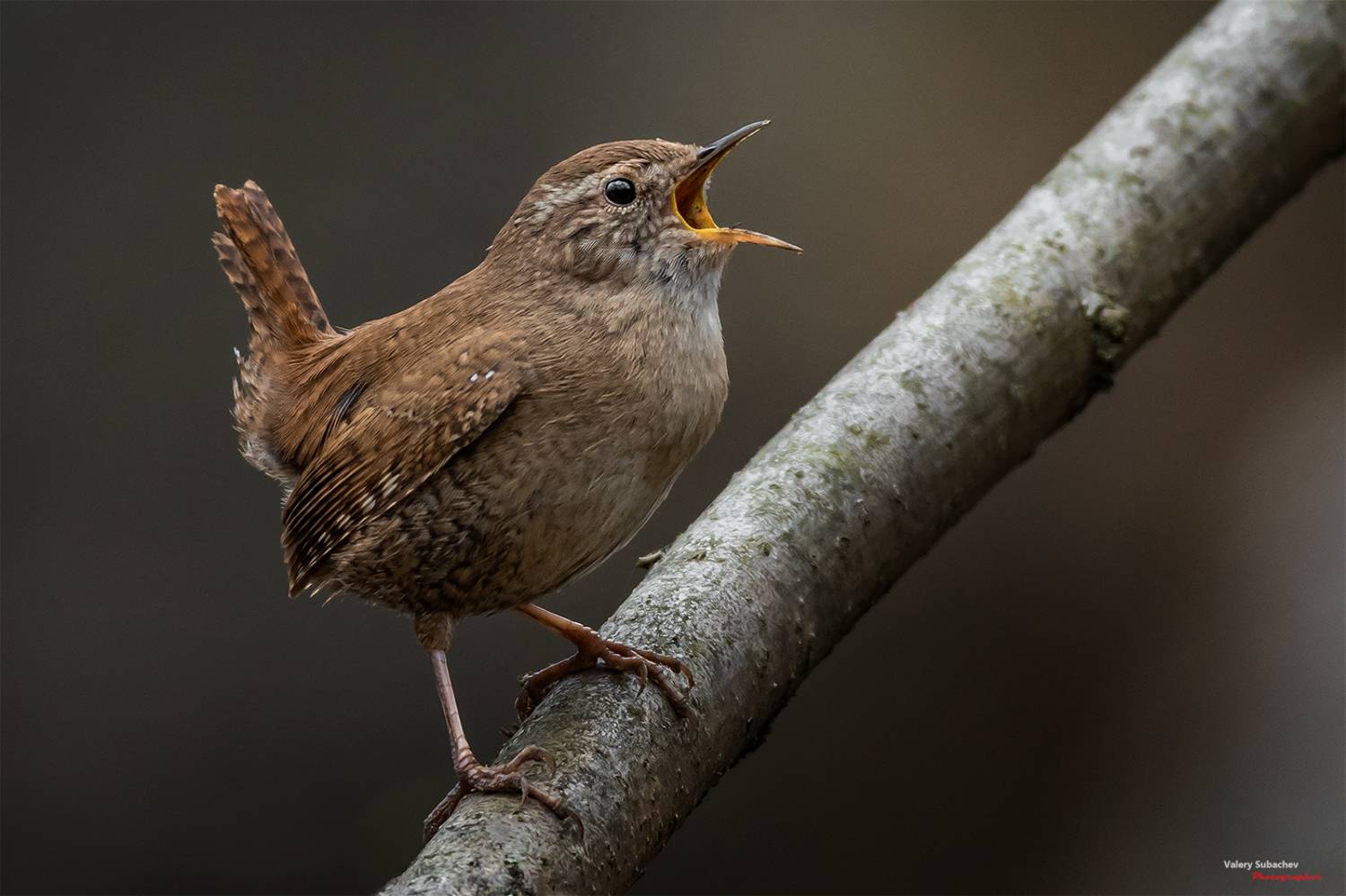 , Валерий Субачев